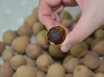 热卖干桂圆 肉厚核小