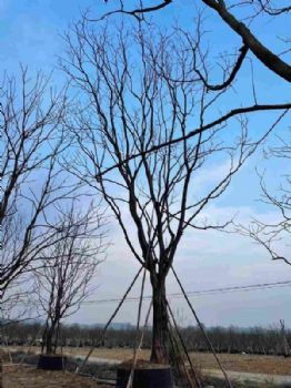 乌桕、丛生乌桕、容器乌桕产地直销优价批发