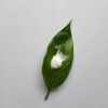 纳米氢氧化镁电池材料添加mg(oh)2