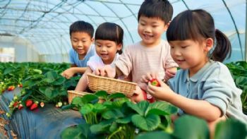 自然课堂,趣味实践:苏州三六六青少年草莓采摘研学营招募中!