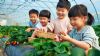 自然课堂,趣味实践:苏州三六六青少年草莓采摘研学营招募中!
