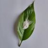 50nm纳米三氧化钼cy-mo50