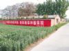 墙体广告广东佛山喷绘墙体广告手写广告大字 高要手写广告大字