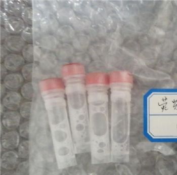 荧光素酶水溶液  重组型 现货
